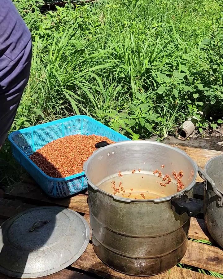 Paghuhugas ng sorghum